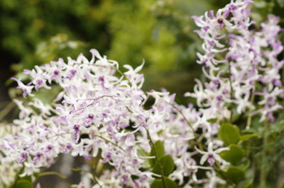 Close-up of purple flowers blooming outdoors