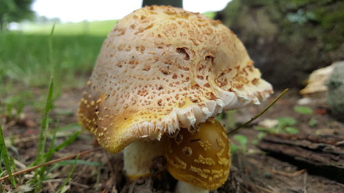 Close-up of fungus growing on tree trunk