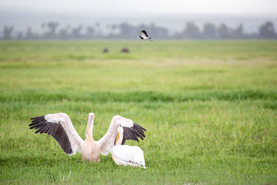 View of birds on field