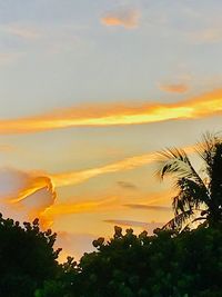 Low angle view of silhouette trees against orange sky