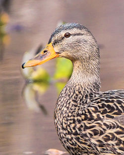 Close-up of bird