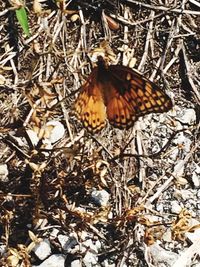High angle view of butterfly on flower