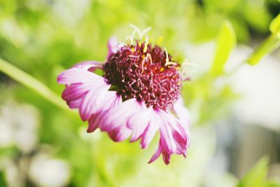 Close-up of pink flower