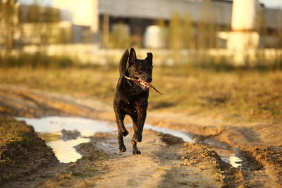 Dog running on street