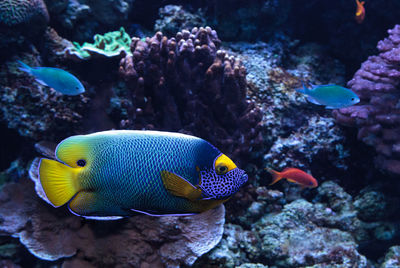 Close-up of fish swimming underwater