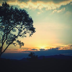 Silhouette of trees at sunset