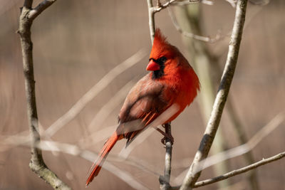 Close-up of a bird perching on branch