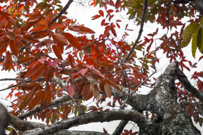 Low angle view of maple tree