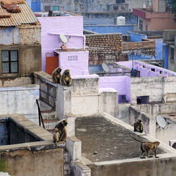 Flat colorful rooftops with many monkeys are a traditional view in the blue city jodhpur, india
