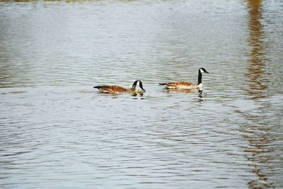 Ducks swimming in lake