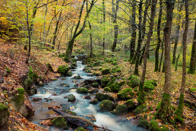 The brisecou waterfall in autun in autumn, a magnificent waterfall in the forest 