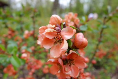 Close-up of flowers blooming at park