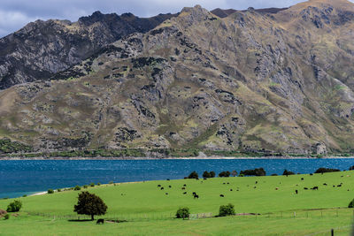 View of sheep on shore