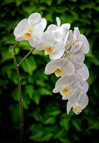 Close-up of white flowering plant