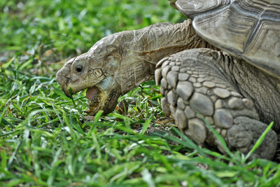 Close-up of a turtle on field