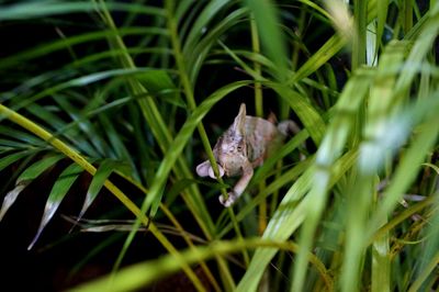 Close-up of lizard on plant