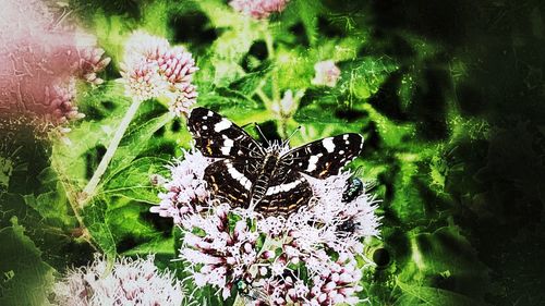 Close-up of butterfly on flowers