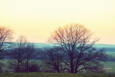 Bare tree against clear sky during sunset