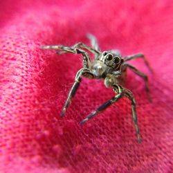 Close-up of spider