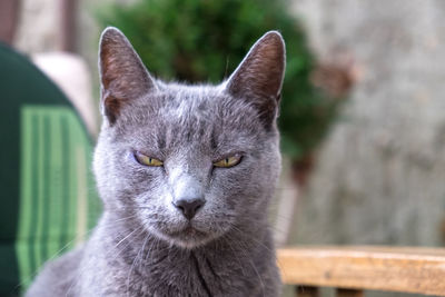 Close-up portrait of chartreux cat