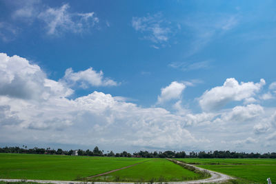 Scenic view of agricultural field against sky