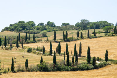 Scenic view of agricultural field against clear sky