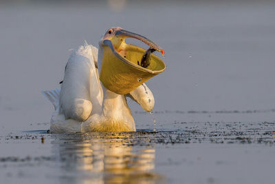 Close-up of swan on lake