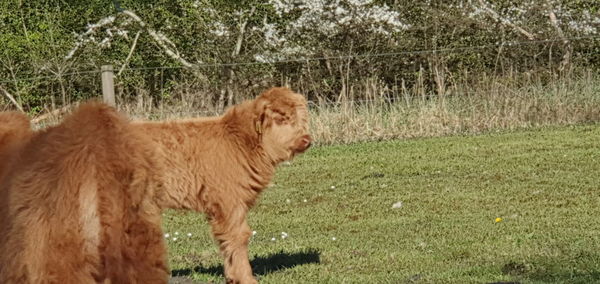 Side view of a cat on field