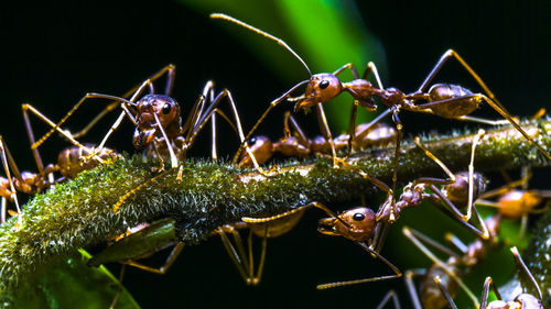 Close-up of ants on plant at night