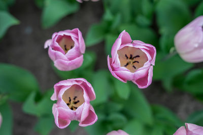 Close-up of pink roses on purple flowering plant