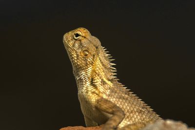 Close-up of lizard against black background