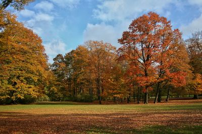 Trees on grassy field in park