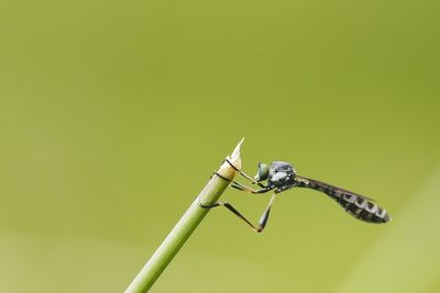 Close-up of insect on leaf