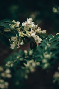 Close-up of white flowering plant