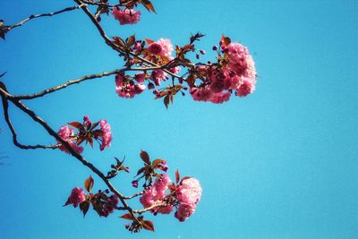 Low angle view of cherry blossoms against clear blue sky