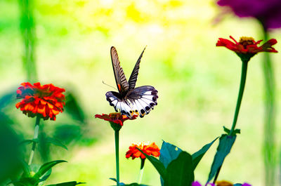 Close-up of butterfly pollinating on flower