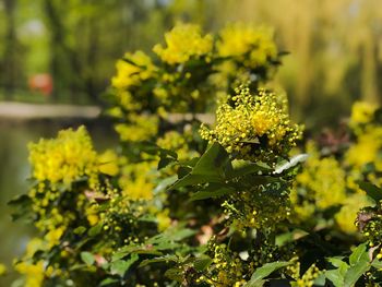 Close-up of yellow flowering plant on field