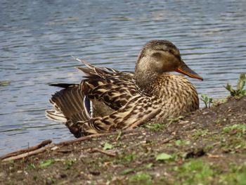 Closeup of a duck