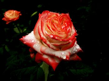 Close-up of red rose