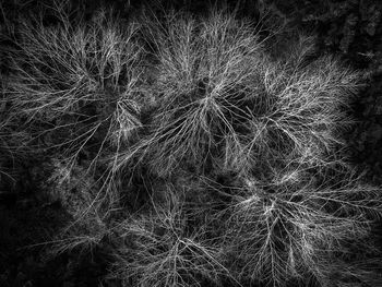 Full frame shot of dandelion on field