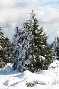 Snow covered plants by trees against sky