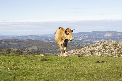 Cow brown in the pasture of mountain