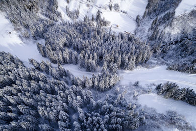 Aerial view of snow covered pine trees in forest during winter