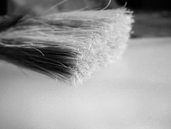 Close up of plant against blurred background