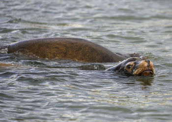 Turtle swimming in lake