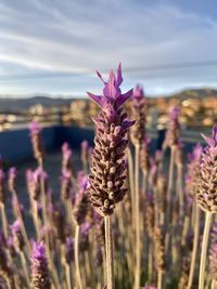 Close-up of purple flowering plants on field