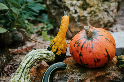 Close-up of pumpkin on autumn leaves
