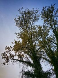Low angle view of trees against clear sky