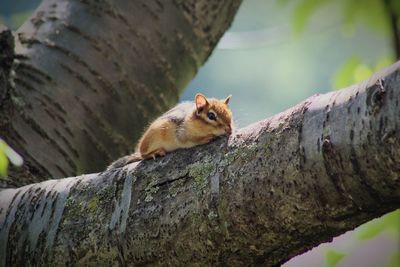 Squirrel on tree trunk