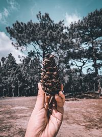 Close-up of hand holding pine cone against trees